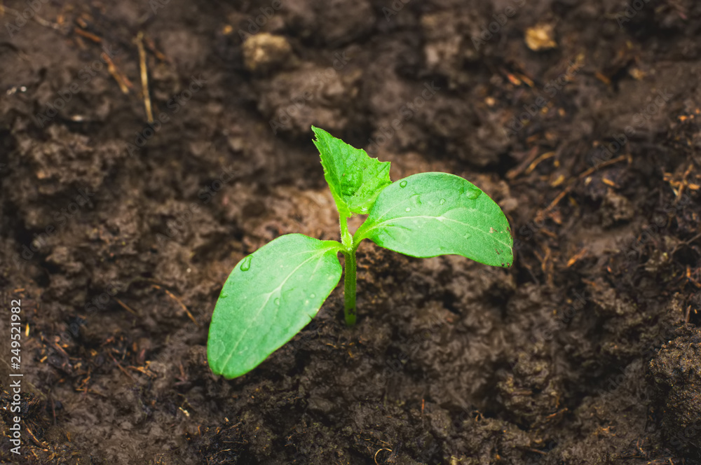 Close up of cucumber seedling in humus ground. Close up of cucumber seedling in humus ground.