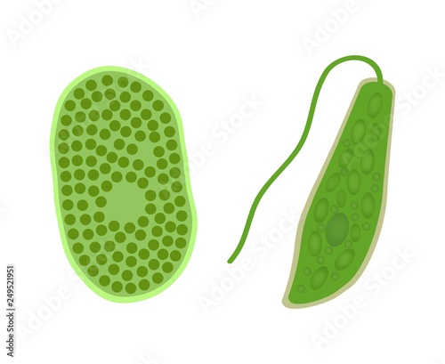 クロレラとミドリムシ Stock イラスト Adobe Stock