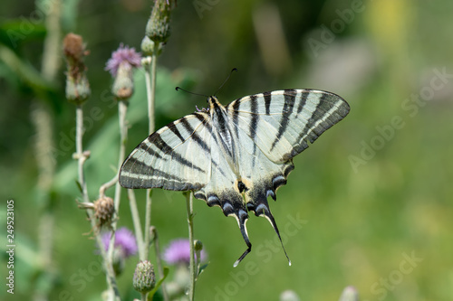 Papilionidae / Erik Kırlangıçkuyruğu / / Iphiclides podalirius photo