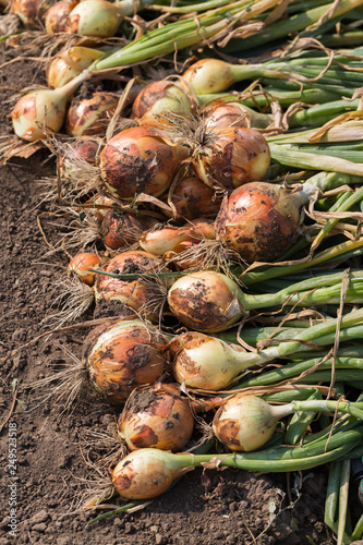 Harvest of onion on the ground