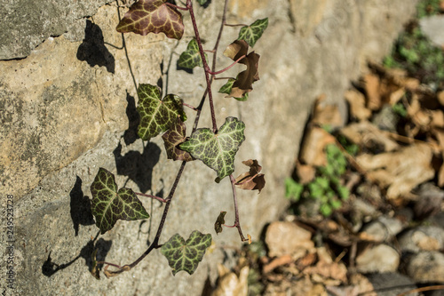 Hedera Ivy evergreen plant, climbing on the stone wall photo