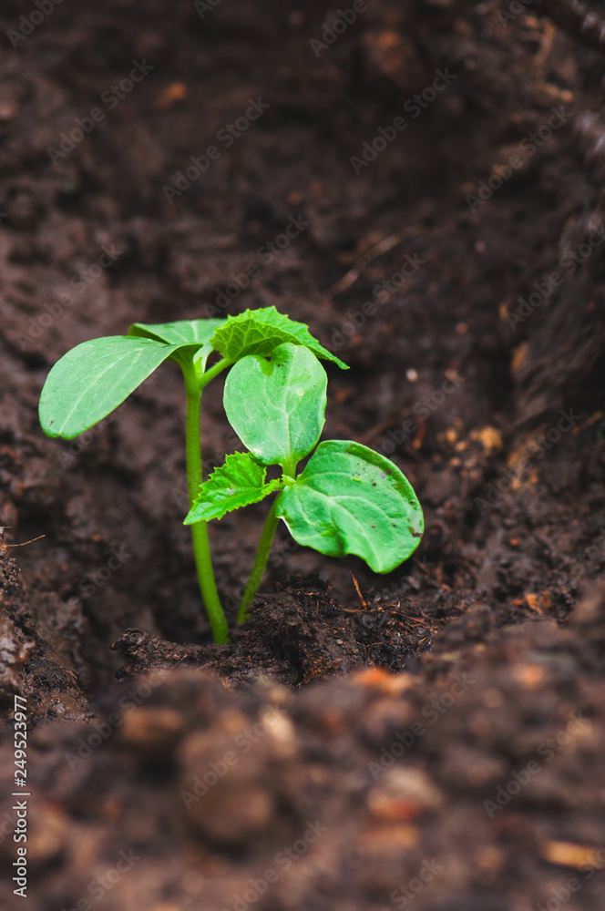 Close up of cucumber seedling in humus ground. Close up of cucumber seedling in humus ground.