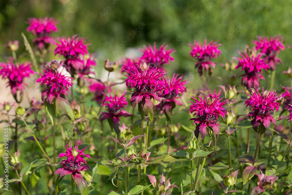 Fototapeta premium Monarda didyma (Scarlet beebalm)