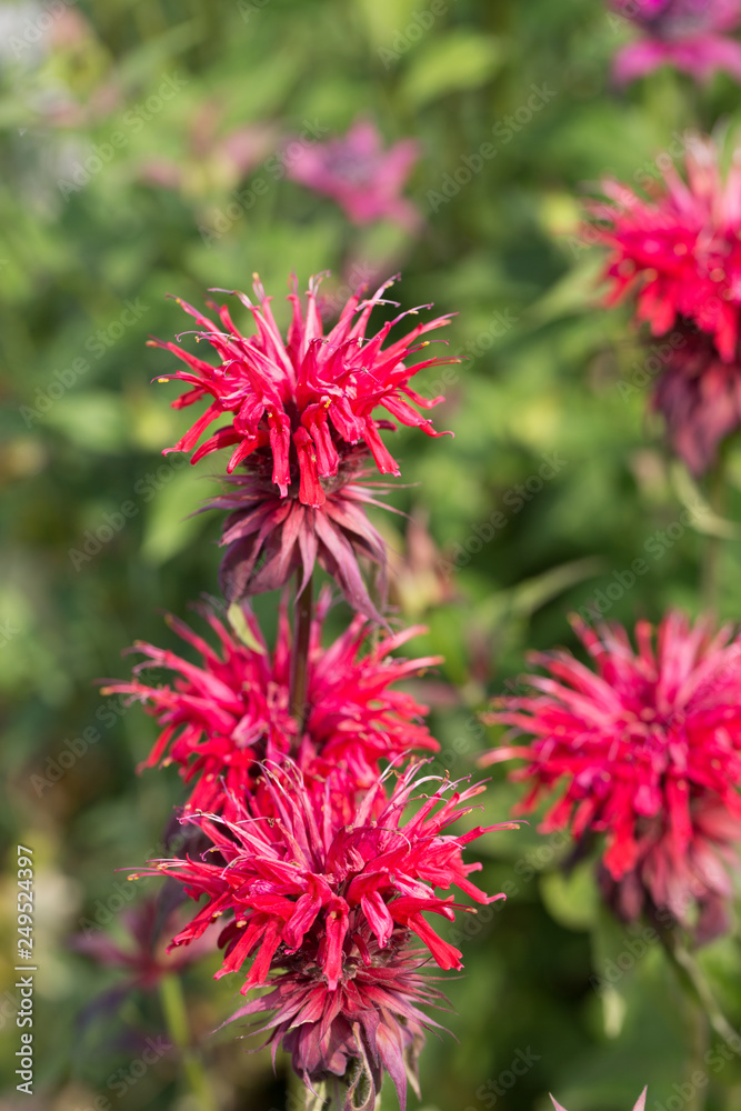 Monarda didyma (Scarlet beebalm)