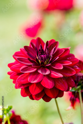 Red dahlia flower - Close up image with dahlia flower