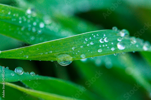 green wheat leaves with water drops macro