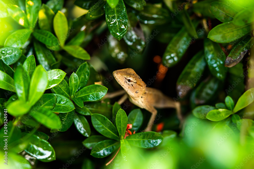 Lizard, Iguana, Gecko, Skink Lizard, Iguana, Gecko, Skink