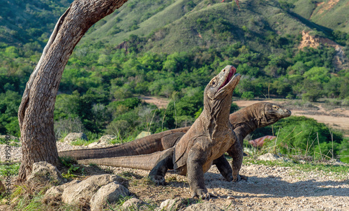 Komodo dragons.The Komodo dragon  stands on its hind legs and open mouth.  Scientific name  Varanus komodoensis. It is the biggest living lizard in the world. On island Rinca. Indonesia.