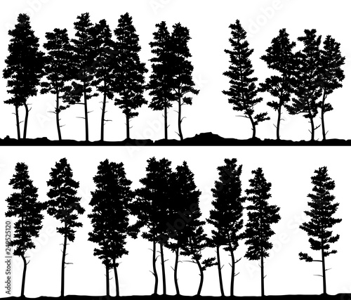Horizontal banner silhouettes of pine coniferous forest on line.