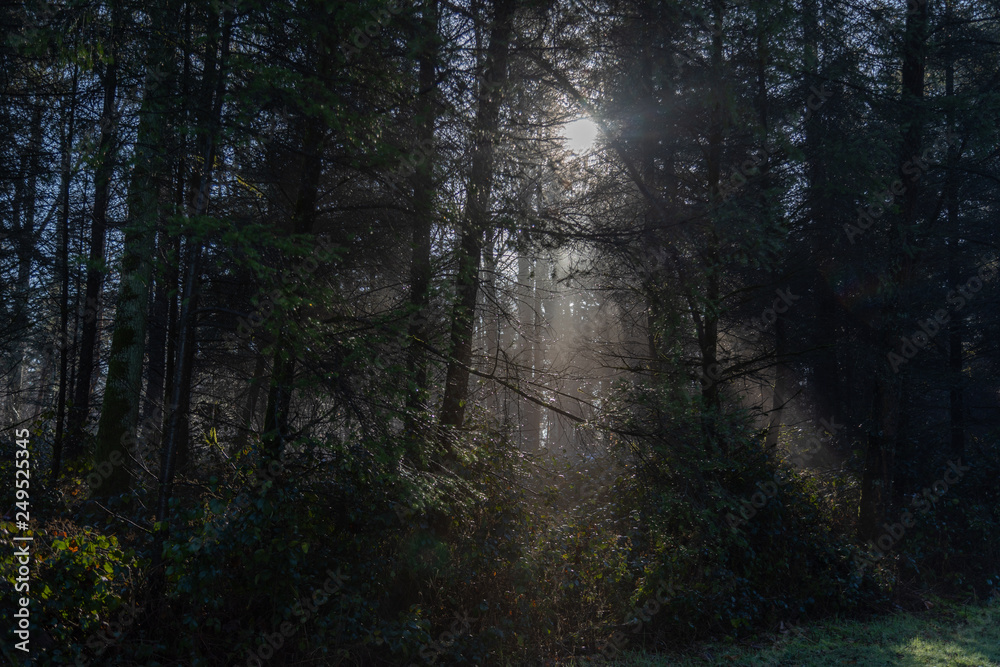 Obraz premium Nature