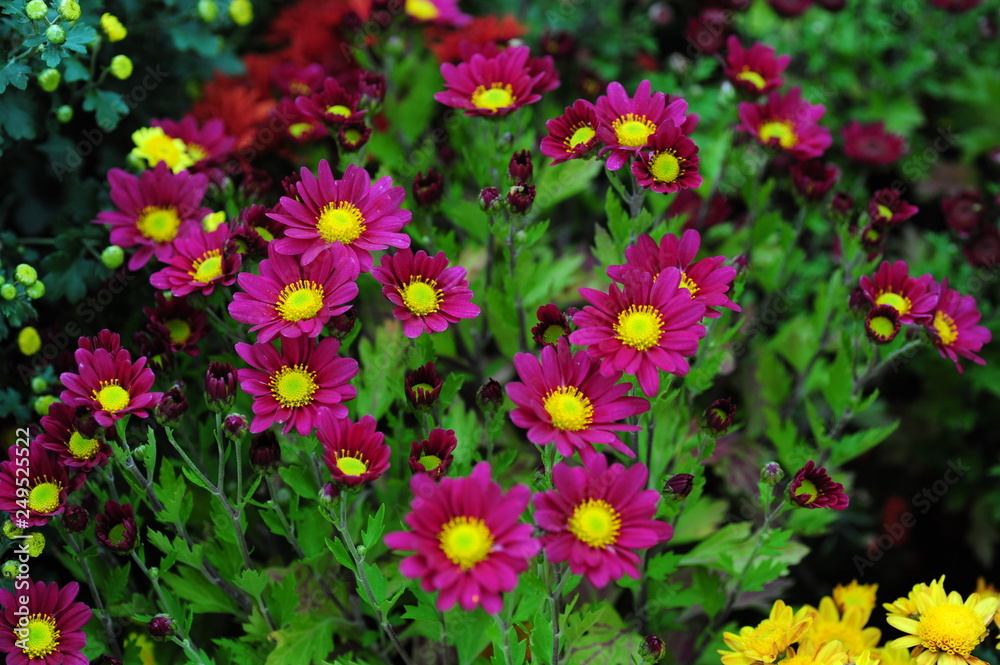 The beautiful chrysanthemums are in full bloom The beautiful chrysanthemums are in full bloom