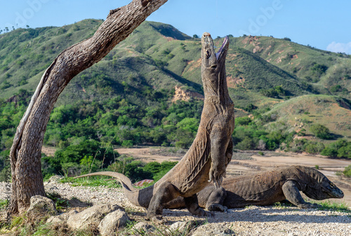 Komodo dragons.The Komodo dragon stands on its hind legs and open mouth. Scientific name: Varanus komodoensis. It is the biggest living lizard in the world. On island Rinca. Indonesia.