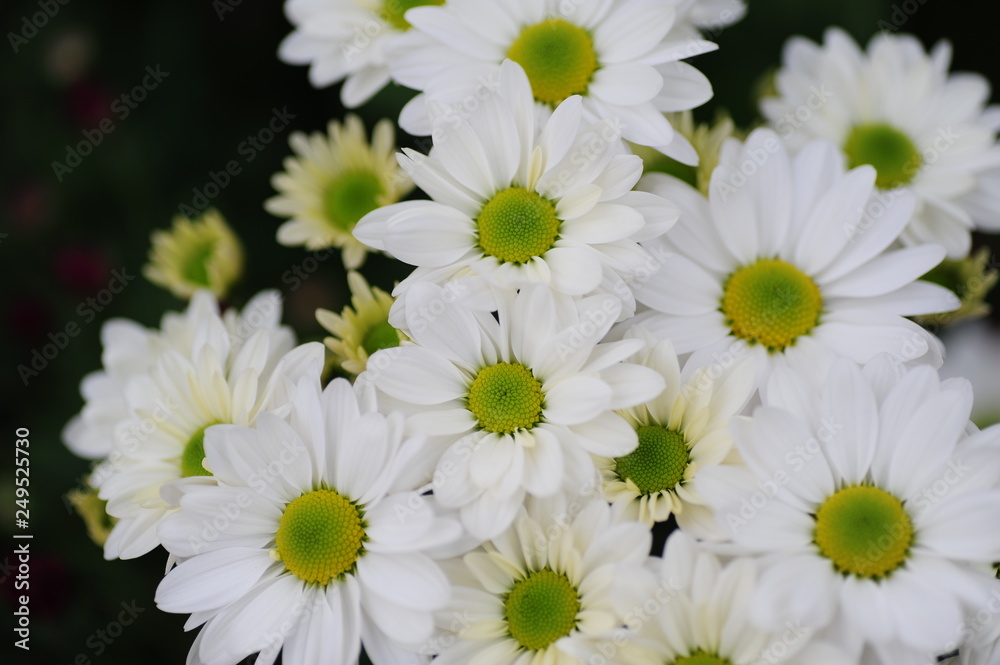 Fototapeta premium The beautiful chrysanthemums are in full bloom