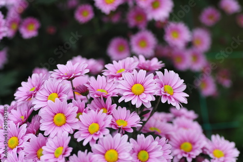 The beautiful chrysanthemums are in full bloom