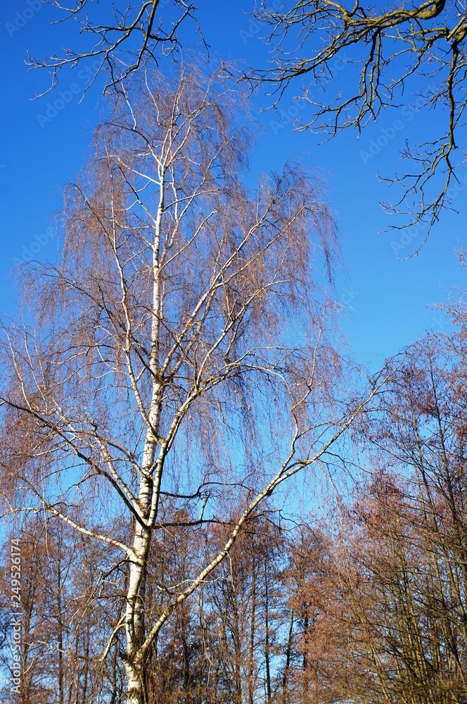 tree, winter, sky, snow, nature, forest, trees, cold, blue, frost, white, ice, branch, landscape, birch, season, branches, frozen, autumn, outdoor, day, clouds, tree, winter, sky, snow, nature, forest, trees, cold, blue, frost, white, ice, branch, landscape, birch, season, branches, frozen, autumn, outdoor, day, clouds,
