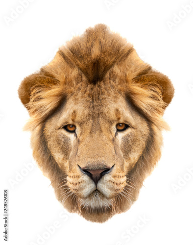 Portrait lion  Panthera leo  isolated on a white