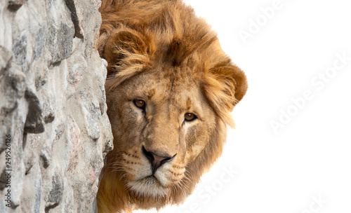 Portrait lion (Panthera leo) isolated on a white