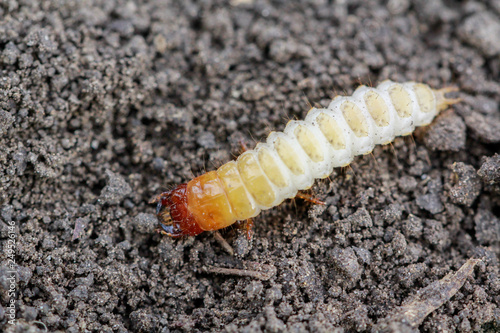Larva of Zabrus tenebrioides Goeze is a species of black ground beetle (Carabidae). A pest in soil 