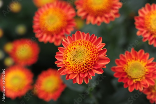 The beautiful chrysanthemums are in full bloom