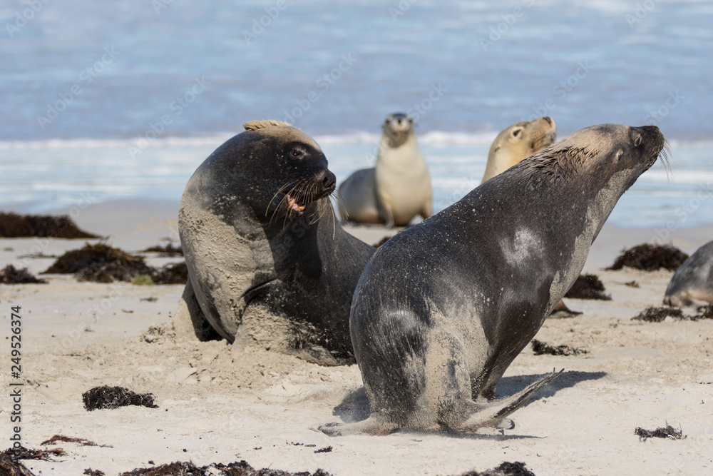 Naklejka premium Australian sea lion, Neophoca cinerea, on the beach at Seal Bay, Kangaroo Island, South Australia, Australia.