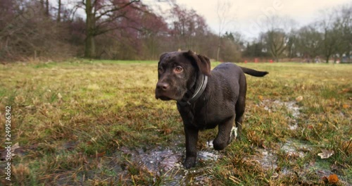 Close up of a young labrador walking through flooded meadows in slow motion