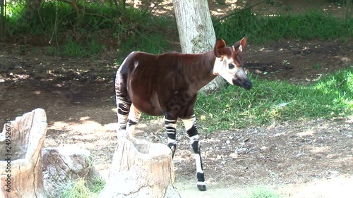 Okapi-ws