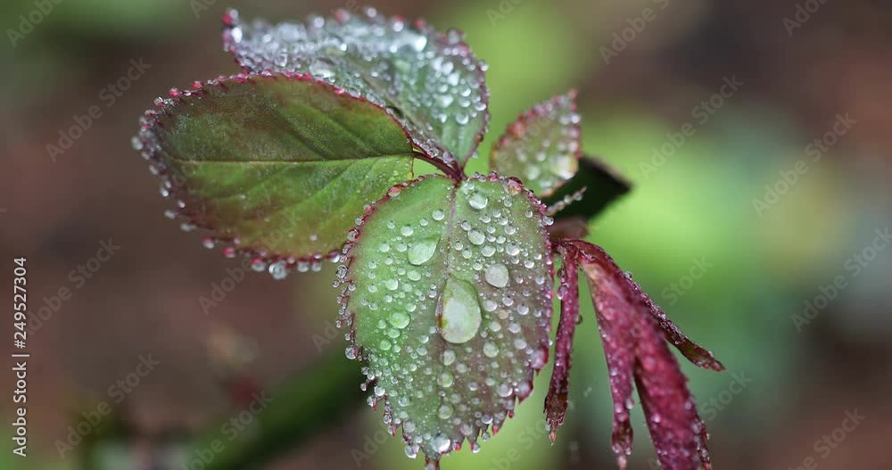flowers and water drops