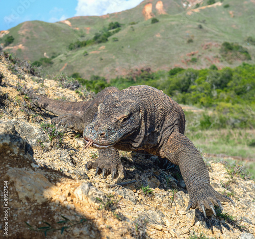 Komodo dragon sniffs the air with his forked tongue.. Scientific name  Varanus komodoensis. Biggest in the world living lizard in natural habitat. Island Rinca.