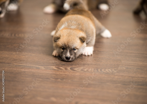 dog lying on the floor