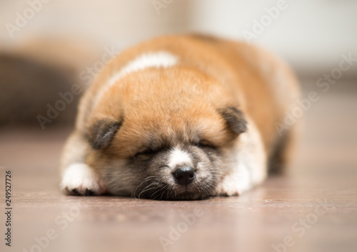 dog lying on the floor