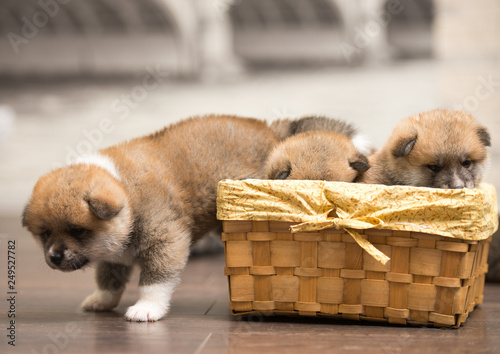 puppies in basket