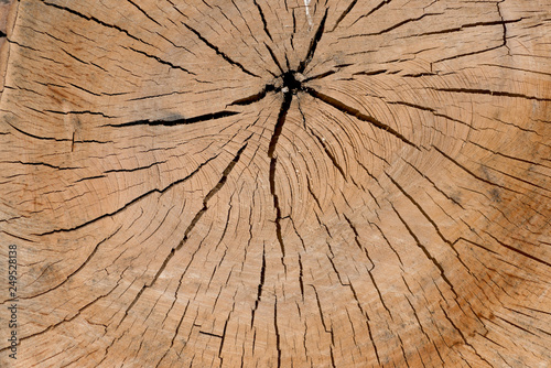 Untreated wood saw surface. Abstract background