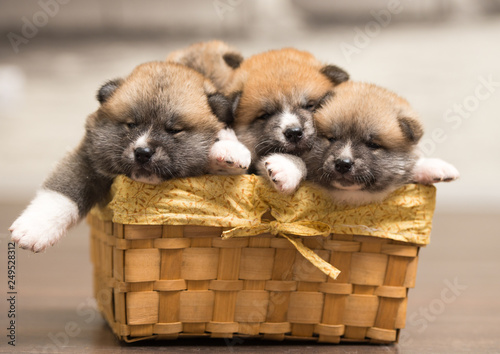 puppies in basket