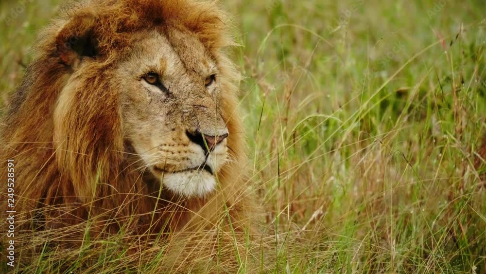 Close up of male lion in Kenya, Africa. Close up of male lion in Kenya, Africa.