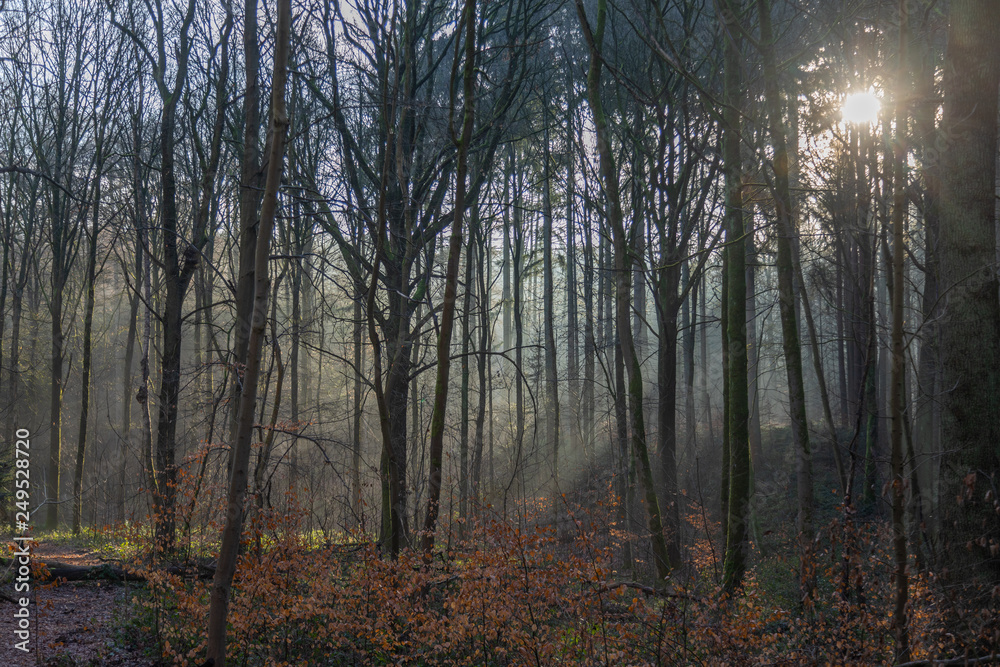 Fototapeta premium Nature