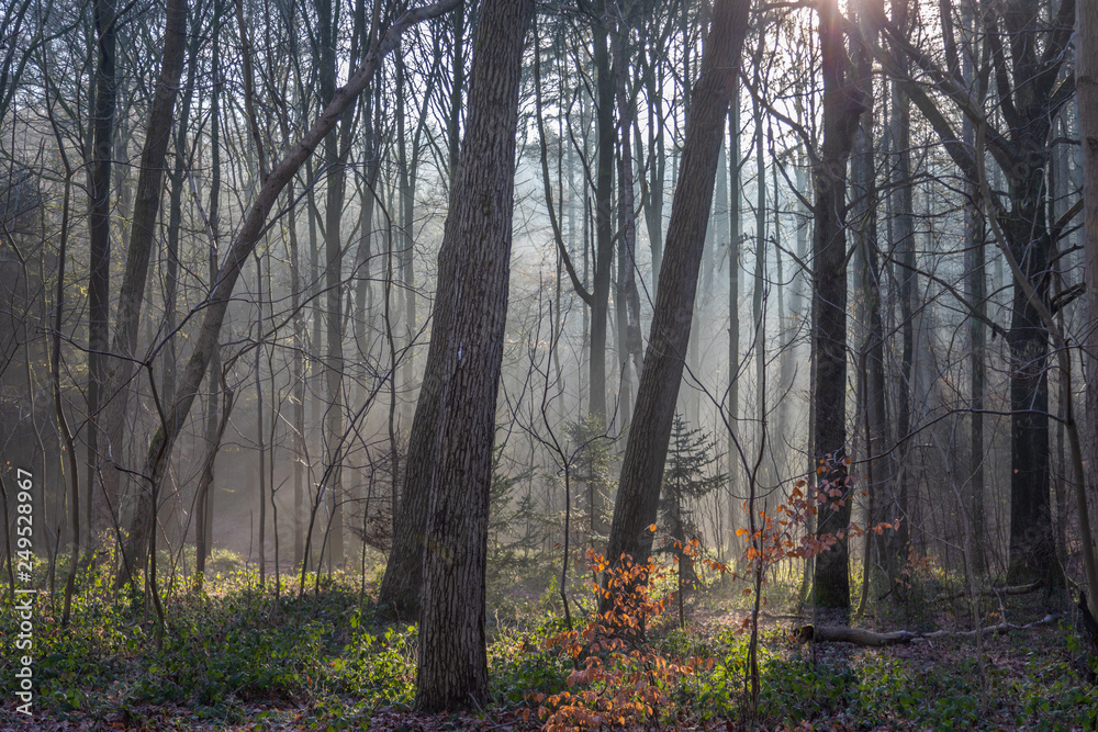 Obraz premium Nature