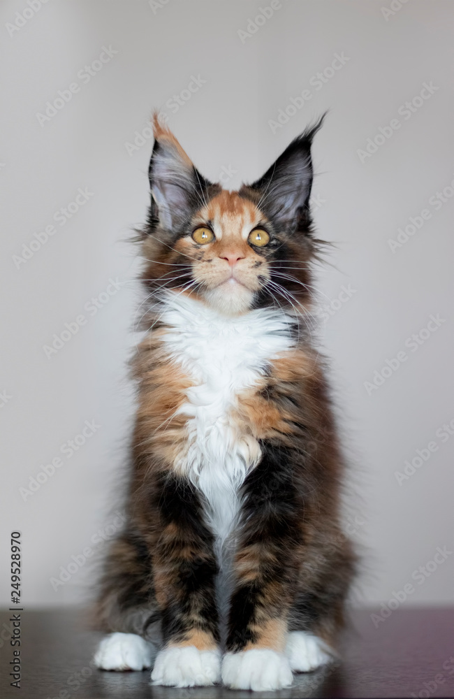 Maine coon kitten with long tassels red black white color