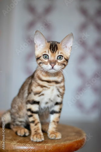 Bengal cat sits on a wooden stand and looks to the camera