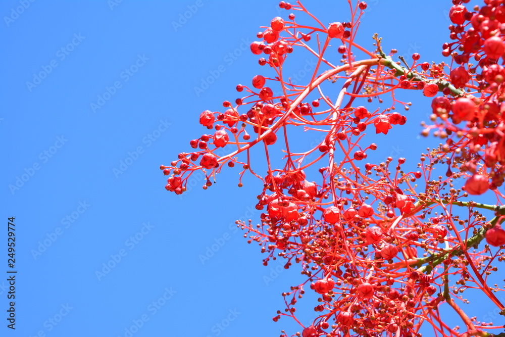 Red blossom Red blossom