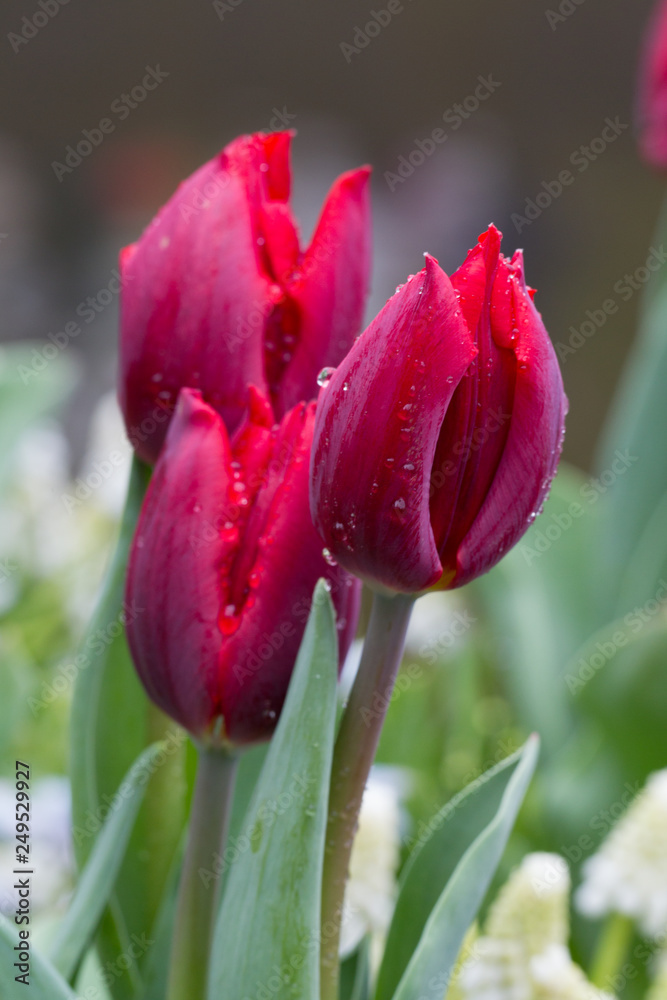 Fototapeta premium Flowers red tulips flowering on background of flowers yellow tulips in tulips field