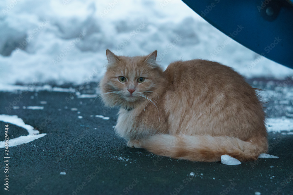 Fototapeta premium Portrait of the red cat at winter time in the city street