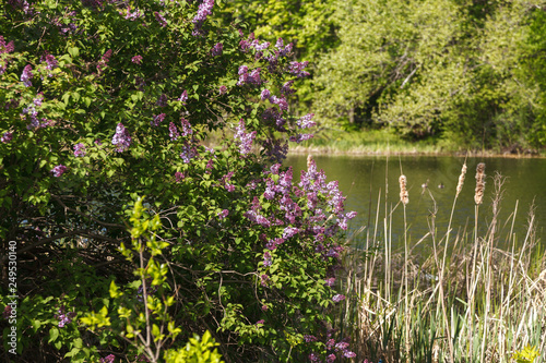 Lilac on the pond shore. Beautiful landscape with lake, wild nature, blossom trees for posters, prints, covers, design.
