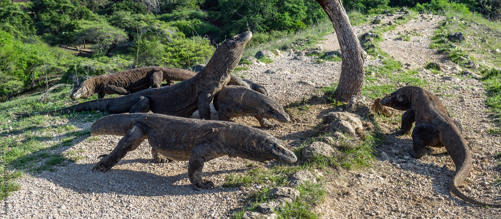 Komodo dragons. The Komodo dragon raised the head and open a mouth. Biggest living lizard in the world. Scientific name: Varanus komodoensis. Natural habitat, Island Rinca. Indonesia. Komodo dragons. The Komodo dragon raised the head and open a mouth. Biggest living lizard in the world. Scientific name: Varanus komodoensis. Natural habitat, Island Rinca. Indonesia.