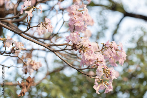 close up of Pink trumpet tree "Chompoo Pantip" in winter, Thailand.