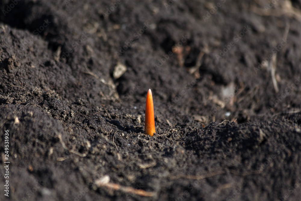 Young sprouts of a tulip growing from soil. Natural sprouts of a plant in garden bed. Gardening and ecology concept Young sprouts of a tulip growing from soil. Natural sprouts of a plant in garden bed. Gardening and ecology concept