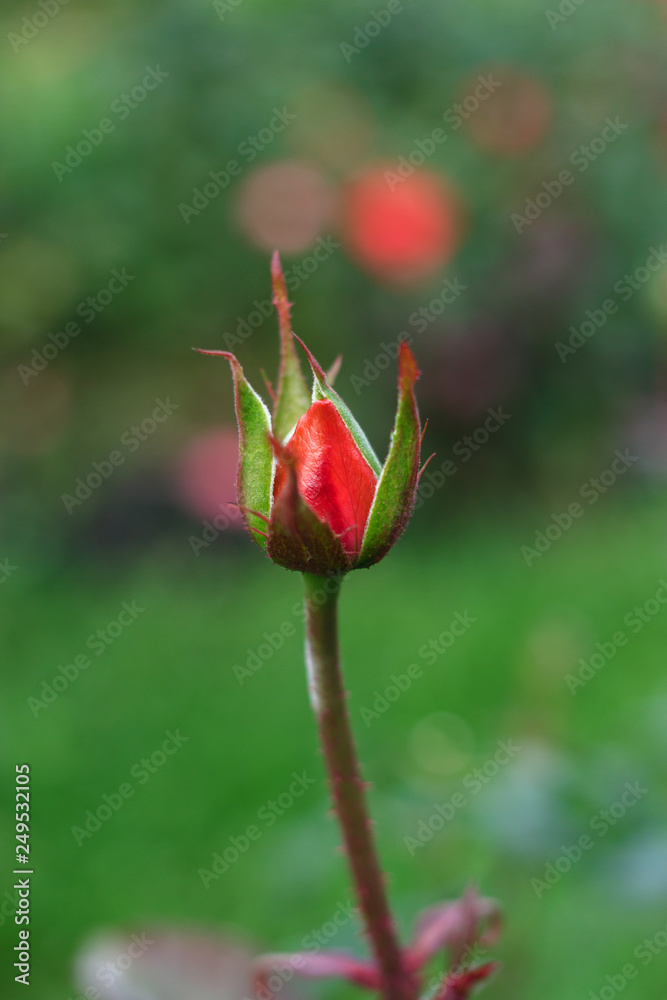 A Bud of a red rose growing on a Bush with greenery in the background. Selective focus on flower Bud A Bud of a red rose growing on a Bush with greenery in the background. Selective focus on flower Bud