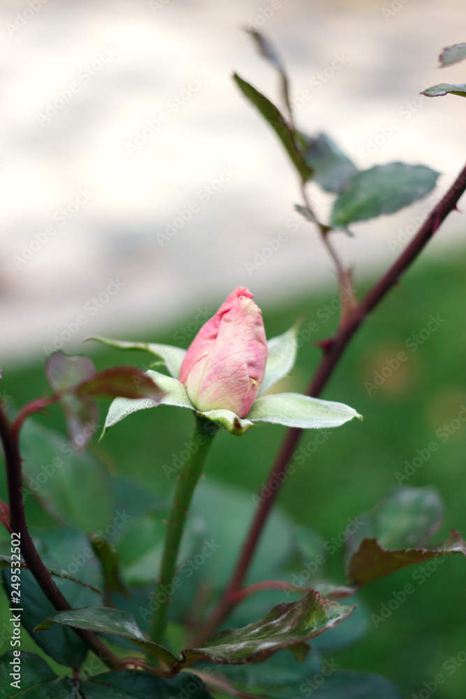 The delicate pink Bud roses on blurred background of garden The delicate pink Bud roses on blurred background of garden