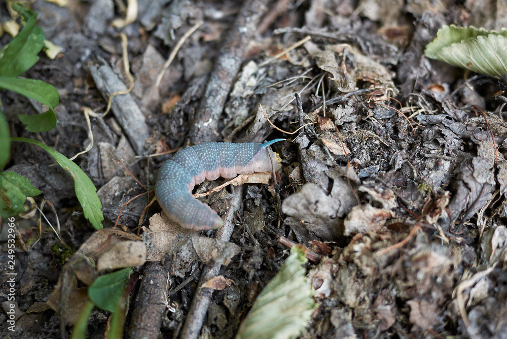 Fototapeta premium Mimas tiliae