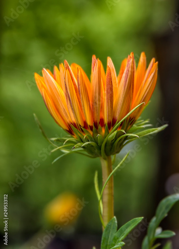 Beautiful flower of a gazania in the afternoon in the garden