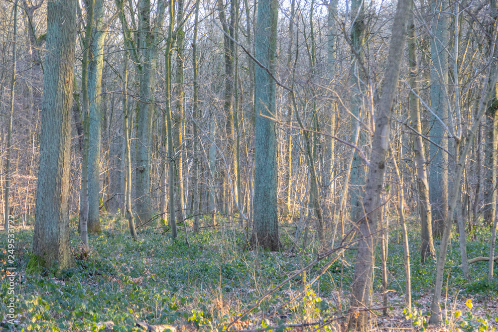 Obraz premium Nature